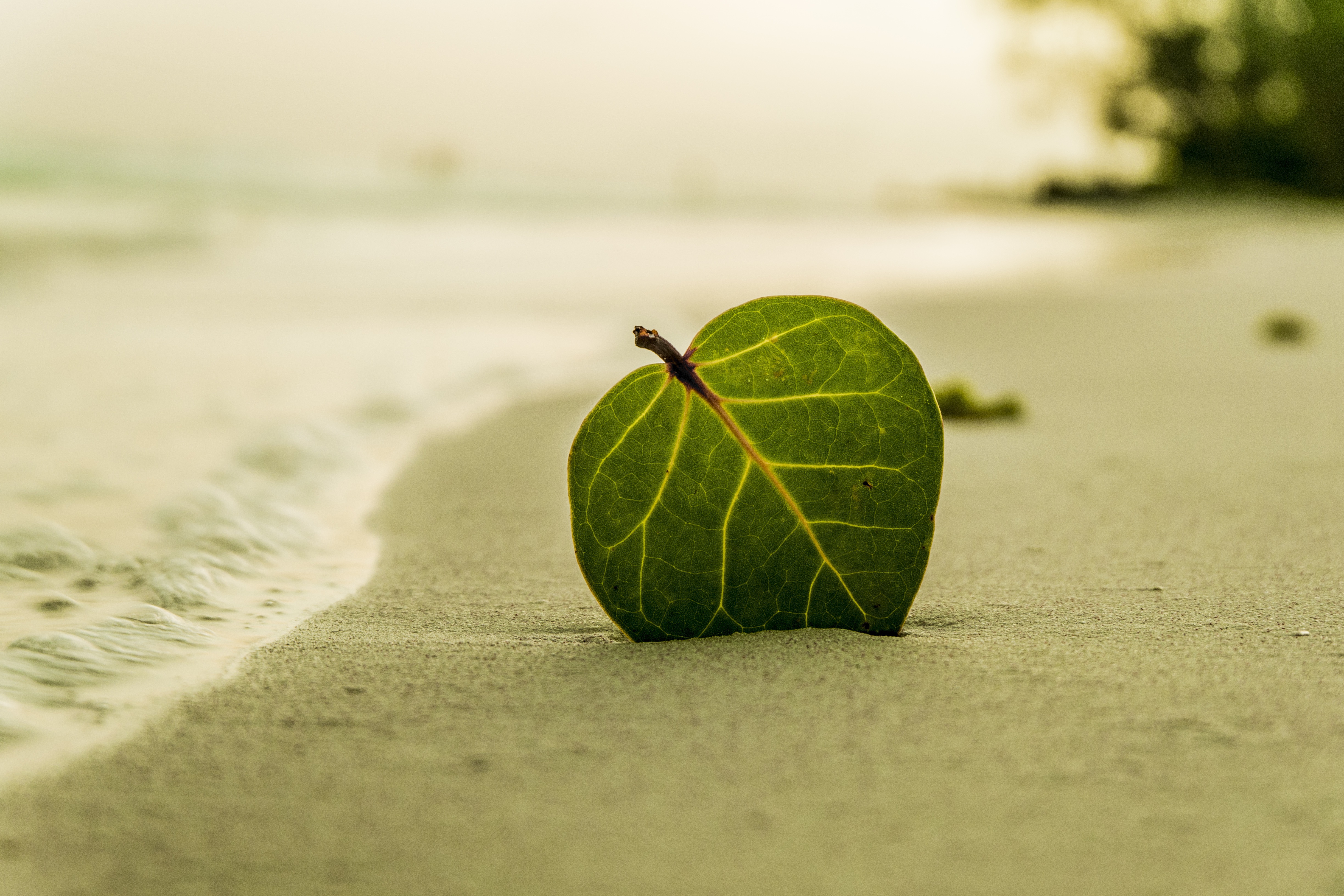 A quiet, sandy beach with a lone leaf resting in the sand